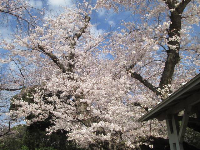 桜0328.JPG