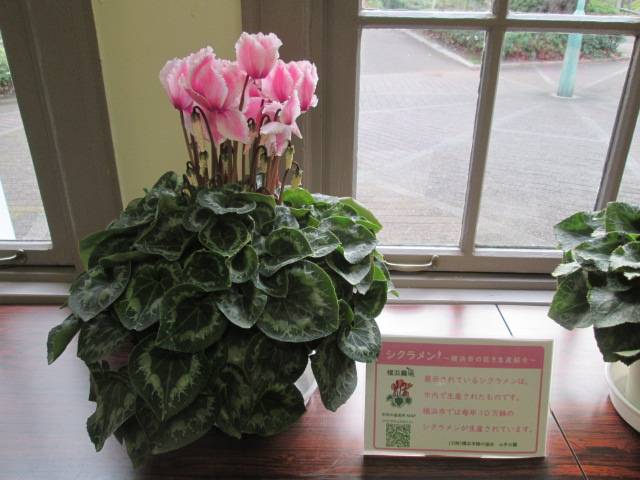 シクラメン山手公園 (3).JPG