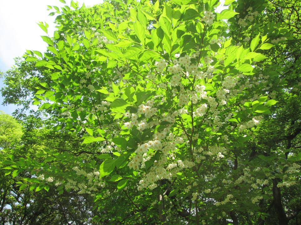 エゴノキ (2).JPG