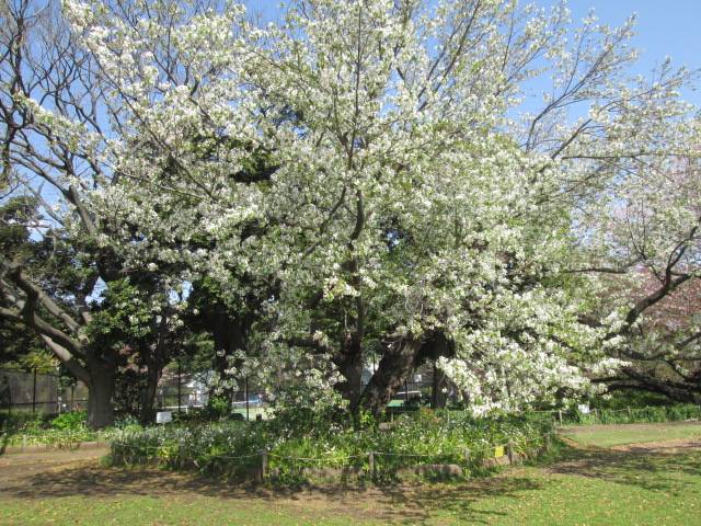 桜0409 (4).JPG