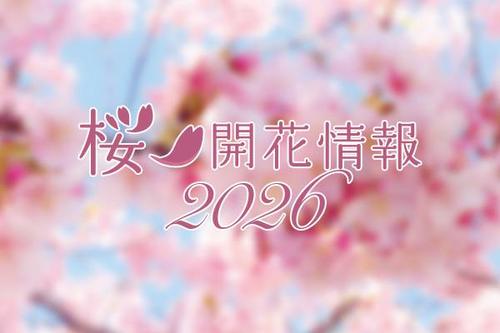  桜 開花情報2026の画像