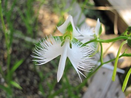 サギソウ?開花の写真