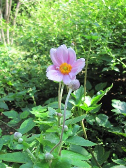 シュウメイギク?開花の写真