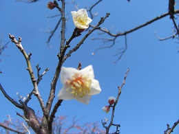 白梅が開花しましたの写真