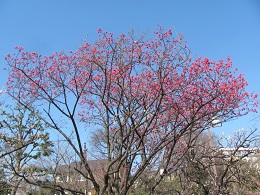 桜の写真