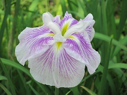 菖蒲が咲いていますの写真