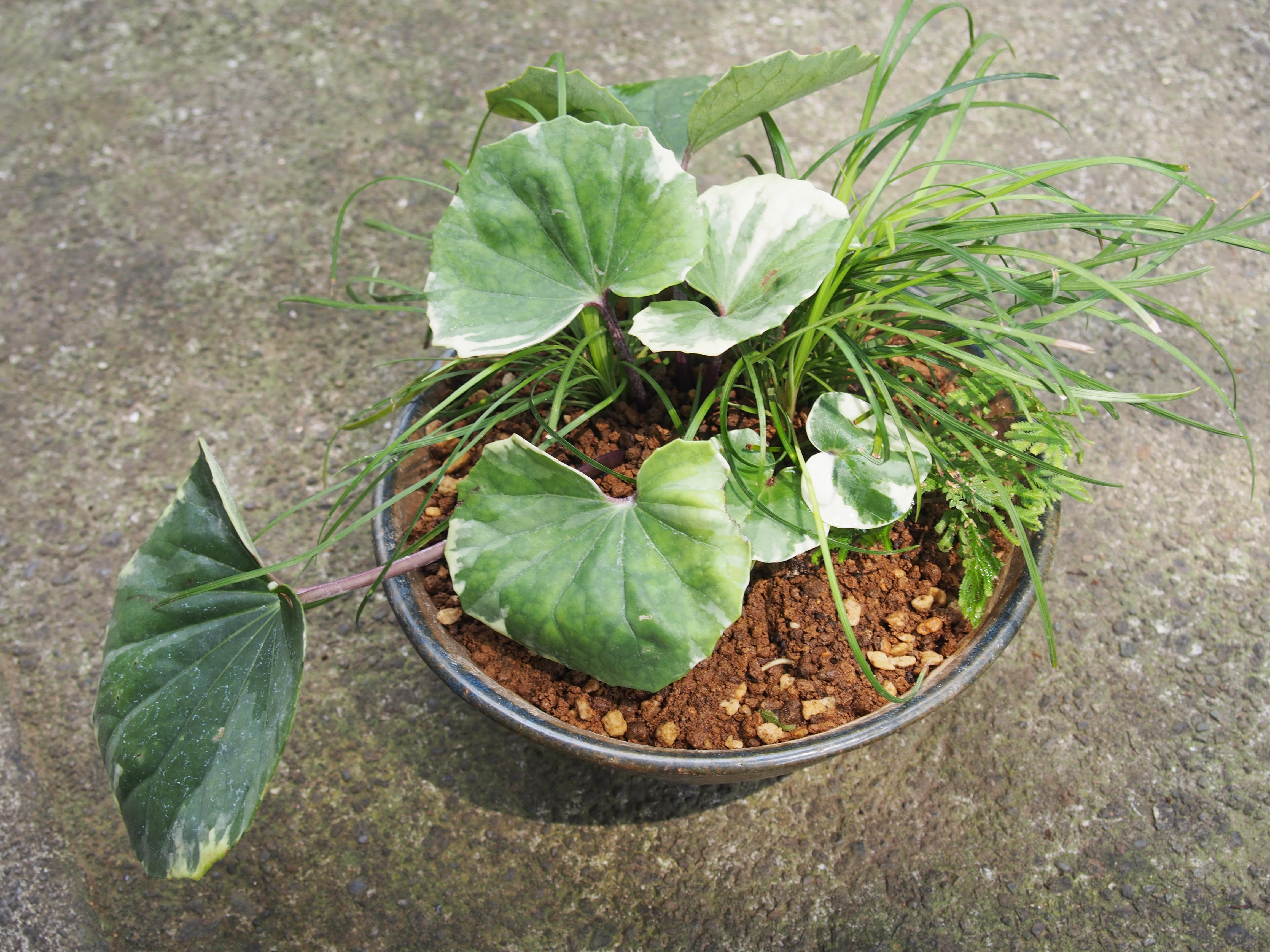 「寄せ植え講座」の写真