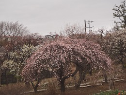 「しだれ梅が見頃です」の写真