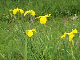 花のみどころ紹介の写真