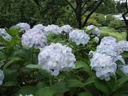 「梅雨の花」の写真
