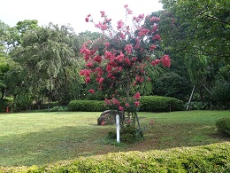 「百日紅」の写真