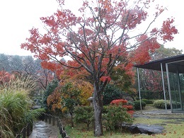 「紅葉してきました」の写真