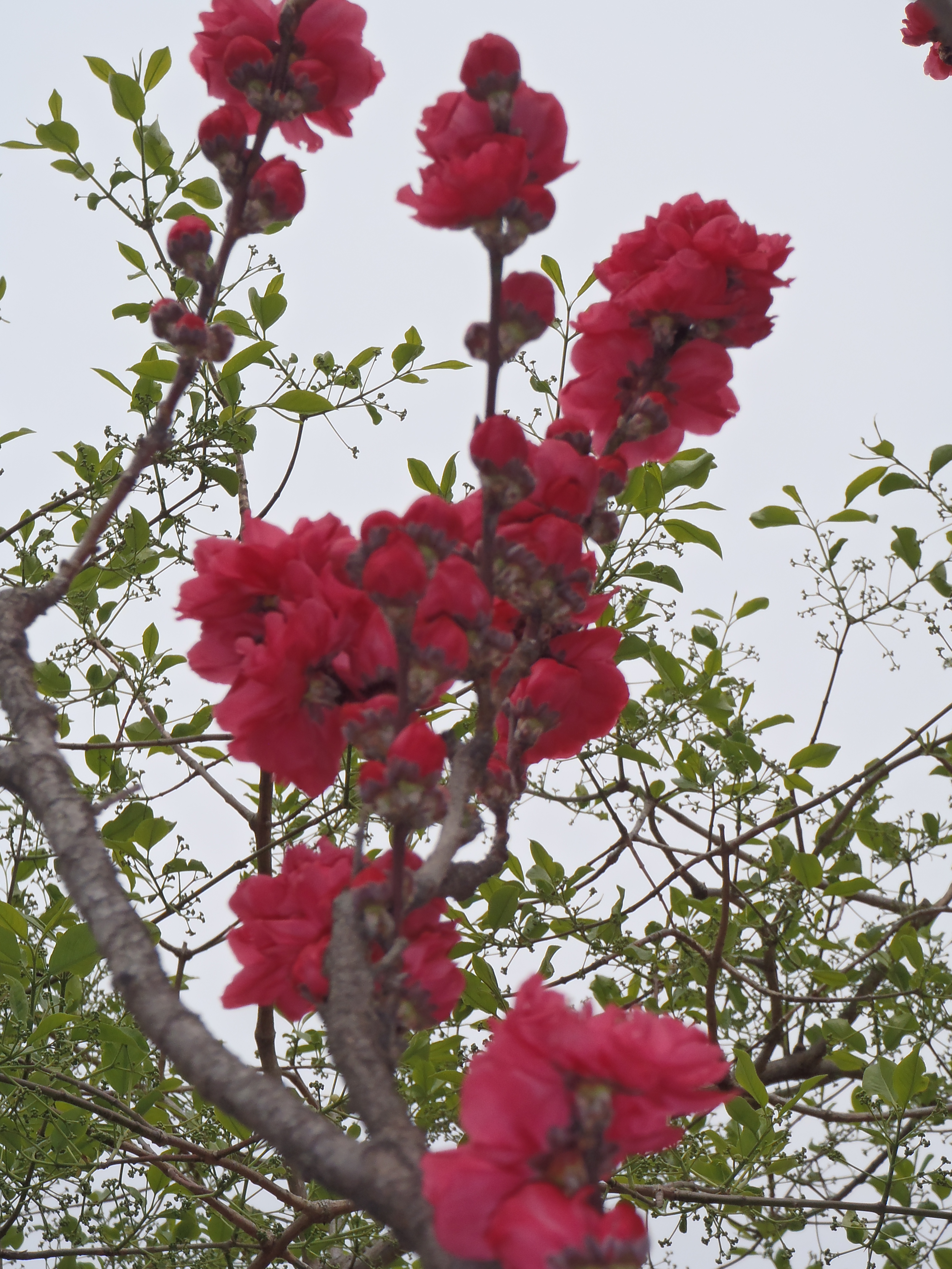 「花が増えてきました」の写真