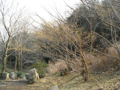 春を告げる花木 サンシュユ 花情報 金沢動物園公式サイト 公益財団法人 横浜市緑の協会