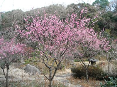 春を告げる花木 サンシュユ 花情報 金沢動物園公式サイト 公益財団法人 横浜市緑の協会