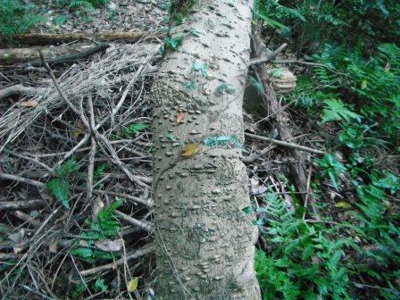 香る樹木|花情報｜ブログ|金沢動物園公式サイト｜公益財団法人