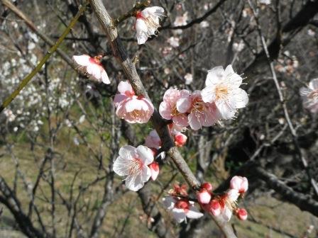 梅は咲いたか 桜はまだかいな」|花情報｜ブログ|金沢動物園公式