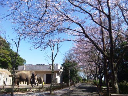満開の花と動物たちの写真