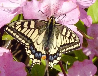 チョウ見ましたか?の写真