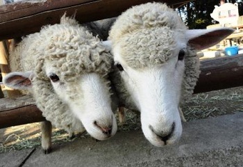 ヒツジと一緒に記念撮影!の写真