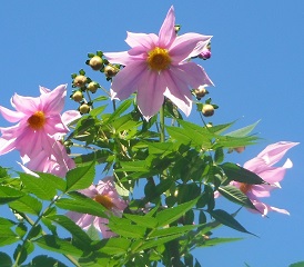 皇帝ダリアの花が見頃です。の写真