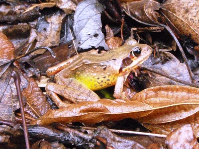 ヤマアカガエルの卵塊数調査、始まりましたの写真