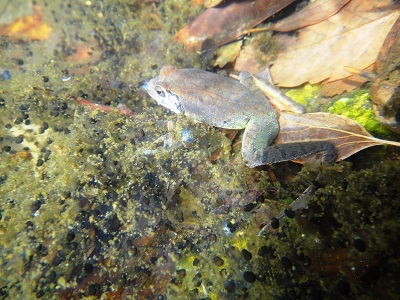 自然発見!エコ森ガイド「生き物の冬越し」とヤマアカガエル の巻の写真