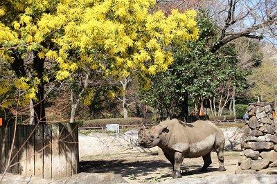 動物園内は、花盛り!の写真