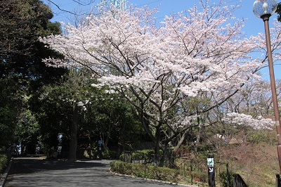 動物園内は花盛り!2の写真