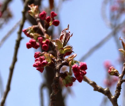 まだまだ桜はあるんです!の写真