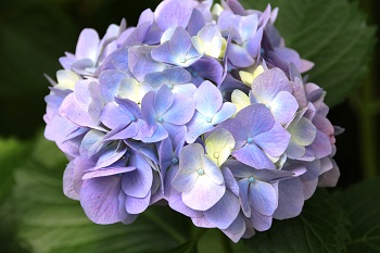 6月の花々が見頃です!の写真