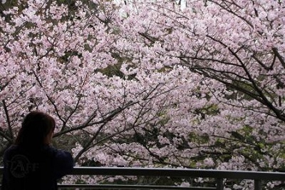 今が見頃です!の写真