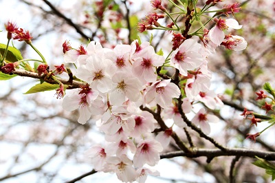 散り始めですが、十分お花見を楽しめます。の写真