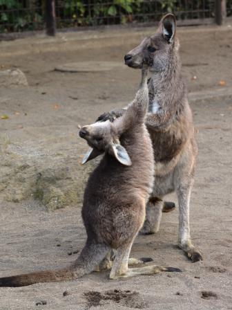 じゃれあい?取っ組み合い?の写真