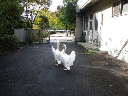 今日も朝からスタコラサッサの写真
