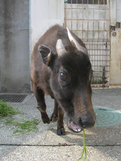 さようなら、サツキ…の写真
