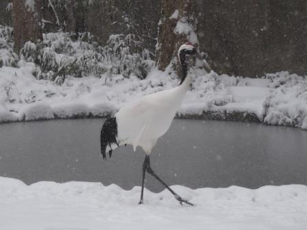 大雪の園内の写真