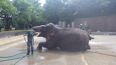 今日は暑いので…の写真