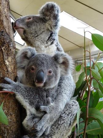 テルのちびっこココアラ成長期 ちびっこ出袋 こぼれ話 金沢動物園公式サイト 公益財団法人 横浜市緑の協会 テルのちびっこココアラ成長期 ちびっこ出袋 こぼれ話 金沢動物園公式サイト 公益財団法人 横浜市緑の協会