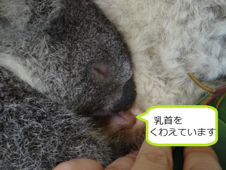 テルのちびっこココアラ成長期⑤~マットのひみつ~の写真