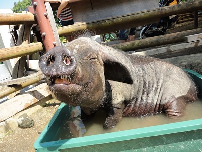 暑さもふきとブー♪の写真