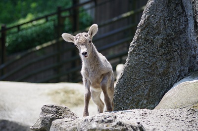 「未来の岩山の王」デビューの写真