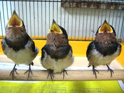 動物病院 子育てシーズン!の写真