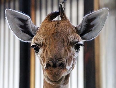 キリリンの赤ちゃん 誕生!の写真