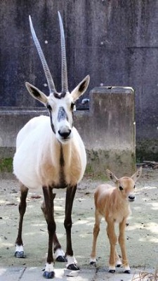 アラビアオリックスの赤ちゃん誕生!の写真