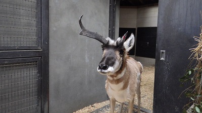 角が抜けたど～!|こぼれ話｜ブログ|金沢動物園公式サイト｜公益
