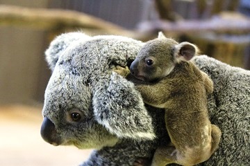 コアラの赤ちゃんお披露目! 素敵な愛称を選んでね!の写真