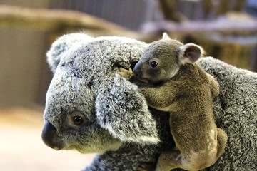 コアラの赤ちゃんお披露目 素敵な愛称を選んでね こぼれ話 金沢動物園公式サイト 公益財団法人 横浜市緑の協会