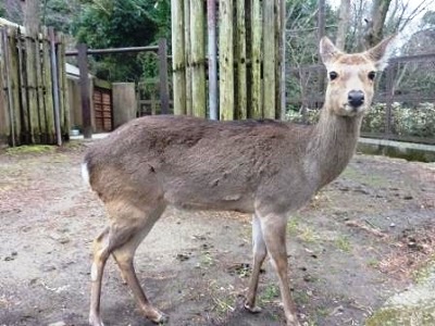 ちらほらホンシュウジカの写真
