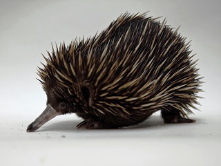 オーストラリアの小動物たち特別展示の写真
